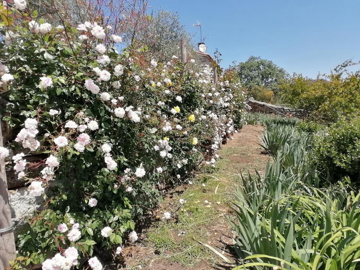 Rosas Da Granja - Casa De Campo Granja (Vila Real) Exterior foto